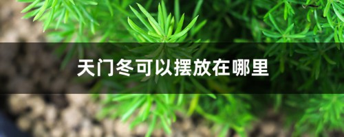 天门冬可以摆放在哪里