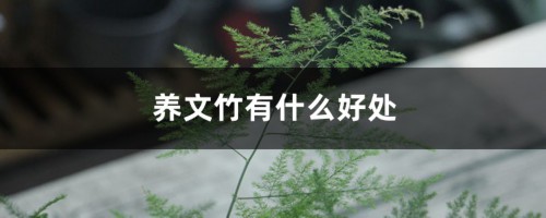 养文竹有什么好处，有风水禁忌吗