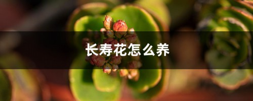 长寿花怎么养