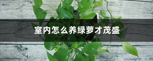 室内怎么养绿萝才茂盛